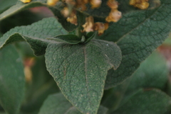 Verbascum phlomoides