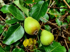 Pyrus communis