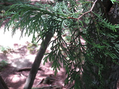 Thuja standishii