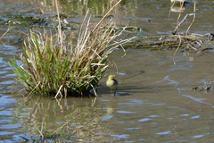 Motacilla citreola