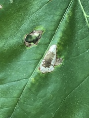 Phyllonorycter