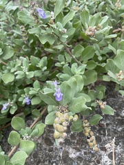 Vitex rotundifolia