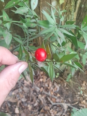Ruscus aculeatus