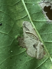 Phyllonorycter