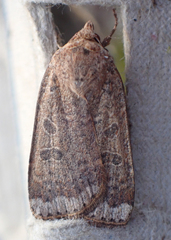 Abagrotis alternata