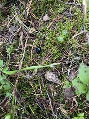 Geotrupidae