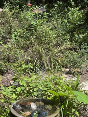 Archilochus colubris