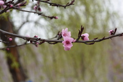 Amygdalus