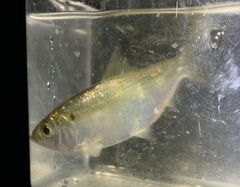 Alosa pseudoharengus