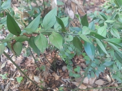 Ruscus aculeatus
