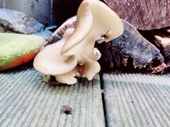 Basidiomycota