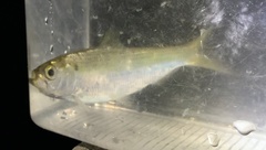 Alosa pseudoharengus