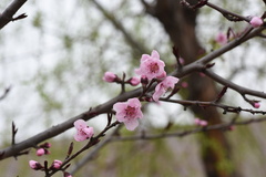 Amygdalus