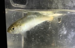 Alosa pseudoharengus