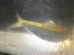 Alosa pseudoharengus