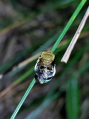 Zonamegilla