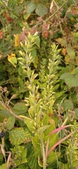 Lysimachia