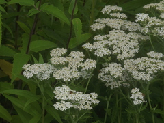 Chauliognathus marginatus