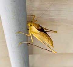 Amblycorypha oblongifolia