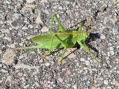 Tettigonia cantans