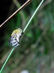 Zonamegilla