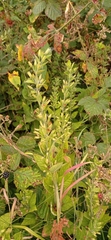 Lysimachia
