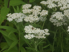 Chauliognathus marginatus
