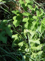 Heracleum sphondylium