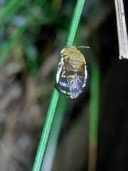 Zonamegilla