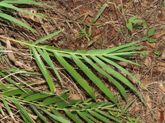 Arundo formosana