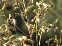 Parasenecio hastatus