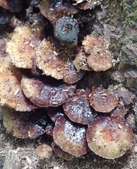 Desarmillaria caespitosa
