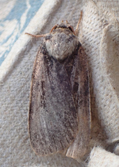 Pseudohermonassa bicarnea