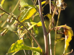 Parasenecio hastatus