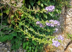 Campanula versicolor