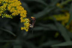 Volucella pellucens