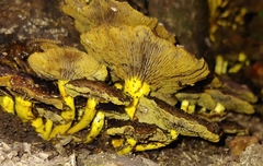 Desarmillaria caespitosa