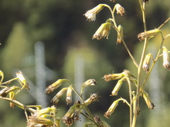 Parasenecio hastatus