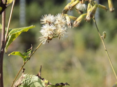 Parasenecio hastatus