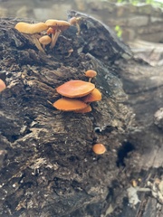 Flammulaster erinaceellus