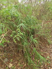 Arundo formosana