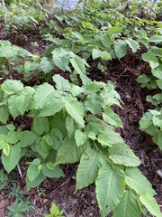 Reynoutria sachalinensis