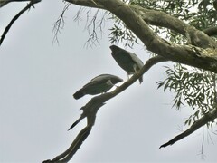 Polyboroides typus typus