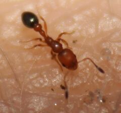 Cardiocondyla obscurior