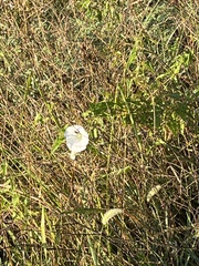 Convolvulus arvensis