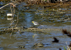 Motacilla citreola