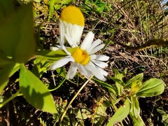 Tripleurospermum