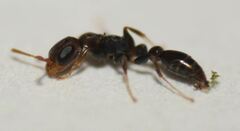 Pseudomyrmex cubaensis