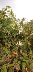 Lathyrus latifolius