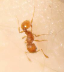 Wasmannia auropunctata